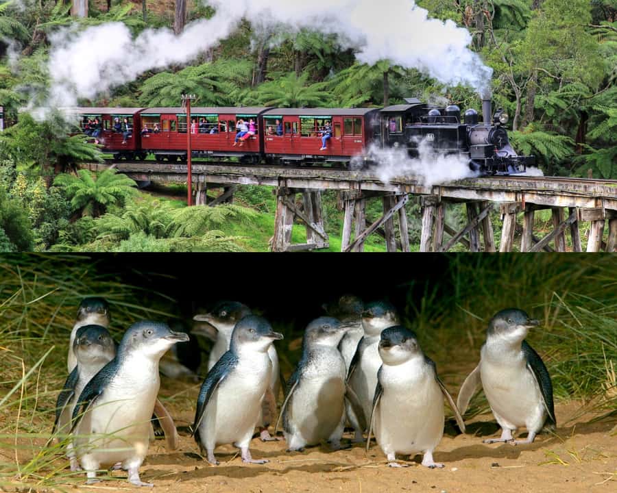 From Melbourne: Puffing Billy and Penguin Parade Combo Tour - Melbourne pick-up, then straight into the Dandenong Ranges