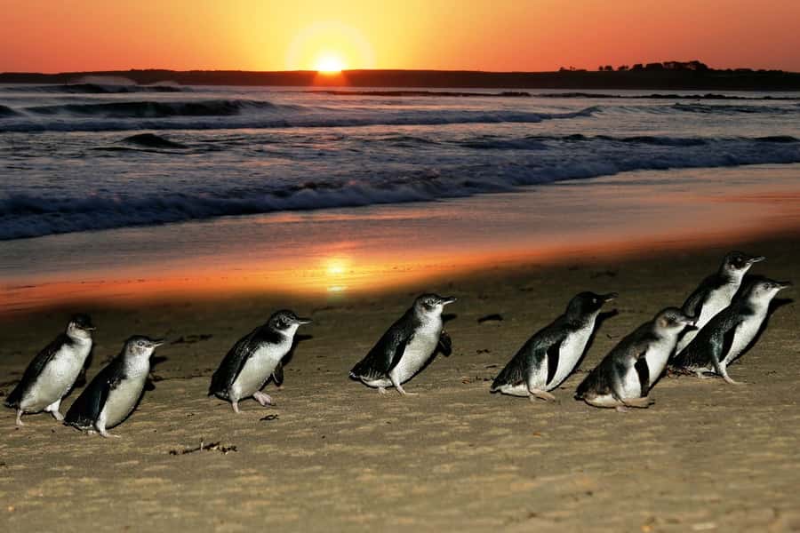 From Melbourne: Puffing Billy and Penguin Parade Combo Tour - Nobbies Lookout and the Blowhole/Seal Rock boardwalk