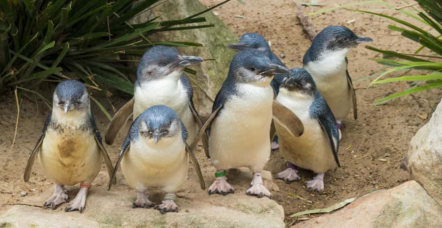 From Melbourne: Puffing Billy and Penguin Parade Combo Tour - The Penguin Parade at sunset: where timing does the magic
