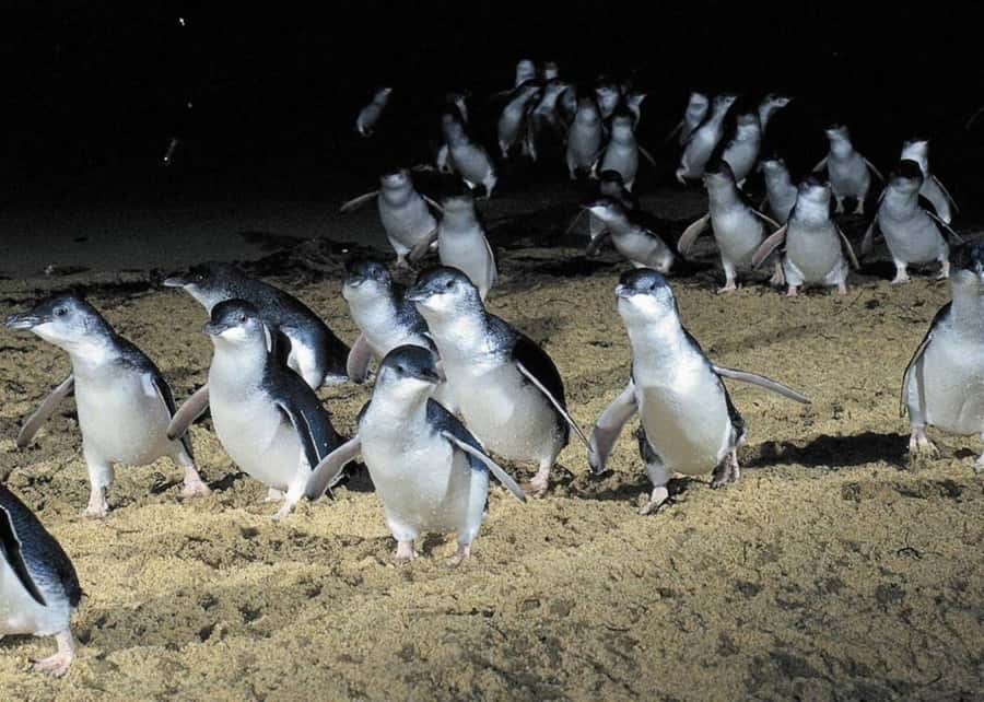 From Melbourne: Puffing Billy and Penguin Parade Combo Tour - Food, warmth, and the rhythm of a 12-hour day