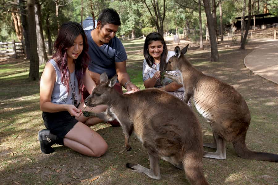 From Melbourne: Puffing Billy Steam Train & Wildlife Tour - Lakeside Visitor Centre Break: What You Can Do in the Downtime