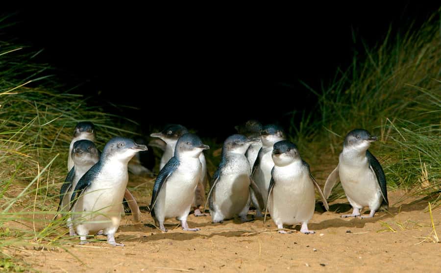 From Melbourne: Puffing Billy Train & Penguin Wildlife Tour - Who should book this day trip, and who should skip it?
