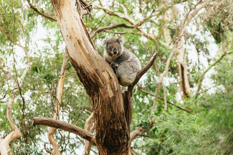 From Melbourne: Small-Group Great Ocean Road Day Trip - Anglesea, Lorne, and Kennett River: Coast Town Stops That Actually Help