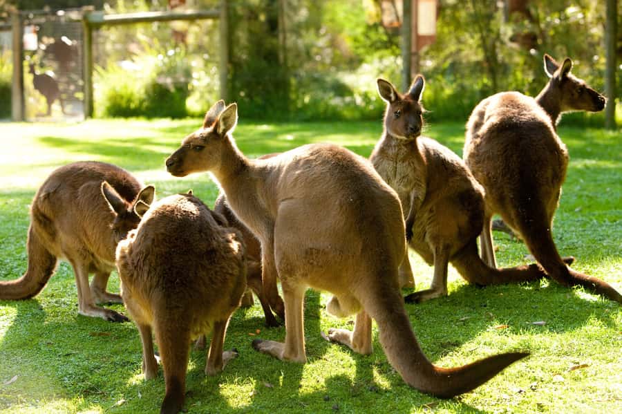 From Melbourne: Yarra Valley Wildlife & Wine Day Tour - Key highlights before you go