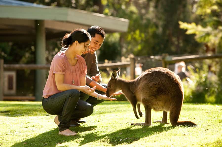 From Melbourne: Yarra Valley Wildlife & Wine Day Tour - Healesville Sanctuary: kangaroos, koalas, and 75 acres of animal time