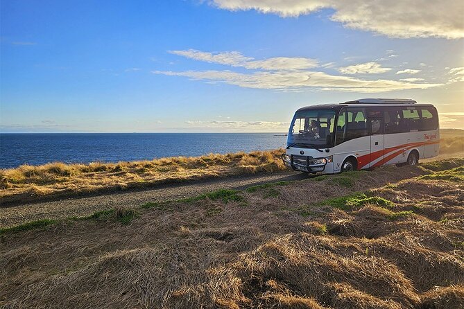 From Phillip Island: Wine and Wildlife Tour with Penguin Parade - Penguin Parade Night: Seeing Little Penguins Waddle In