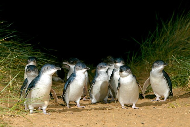 Full-Day Penguins and Wildlife Nature Experience from Melbourne - Cape Woolamai, Cowes, and the Nobbies Centre: why these stops matter