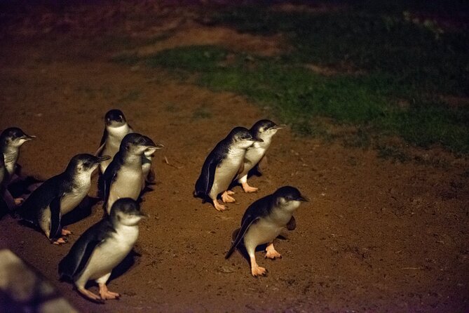 Full-Day Penguins and Wildlife Nature Experience from Melbourne - Phillip Island Penguin Parade: what general admission really means