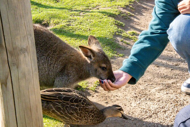 Full-Day Phillip Island Tour with Kangaroo, Koala and Penguin Parade - Price and value: why $104 can feel like a deal or a stretch
