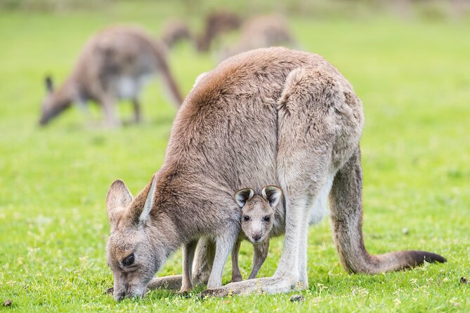Grampians National Park with MacKenzie Falls and Kangaroos - Beaufort to Halls Gap: A Smooth Setup Before the Park