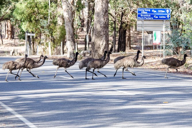 Grampians National Park with MacKenzie Falls and Kangaroos - Lunch in Halls Gap: Plan for Your Own Food Stop