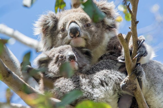 Great Ocean Road, 12 Apostles, Rainforest & Morning Tea-Melbourne - Why this Great Ocean Road day trip works better than self-driving