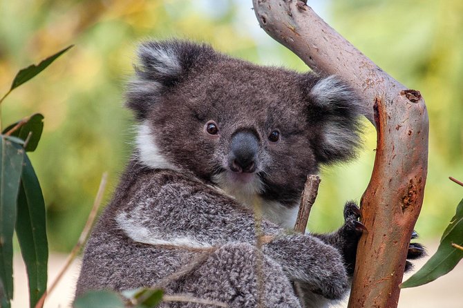 Great Ocean Road and Wildlife Tour for Backpackers aged 18-35 - Quick Hits: What Makes This Tour Work