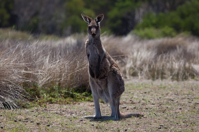 Great Ocean Road and Wildlife Tour for Backpackers aged 18-35 - Getting Picked Up Around Melbourne (and Why It Matters)