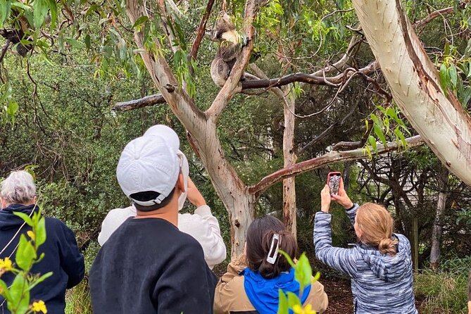 Great Ocean Road Small-Group Eco Tour from Melbourne - Guide, app, and onboard Wi-Fi: the comfort details that add up