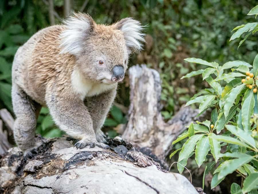 Great Ocean Road Tour PRIVATE LUXURY-FREE entry,hotel pickup - Kennet River koala chances: the wildlife stop that balances effort