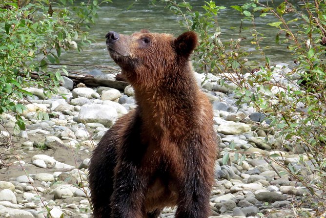 Grizzly Bear Expedition - The Orford River Grizzly Watching Session and Homalco Interpretation