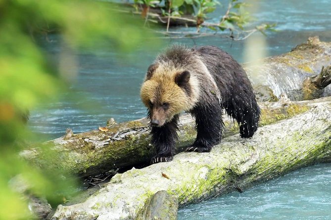 Grizzly Bear Expedition - Bute Inlet Whale and Marine Mammal Scanning: What Changes Your Odds
