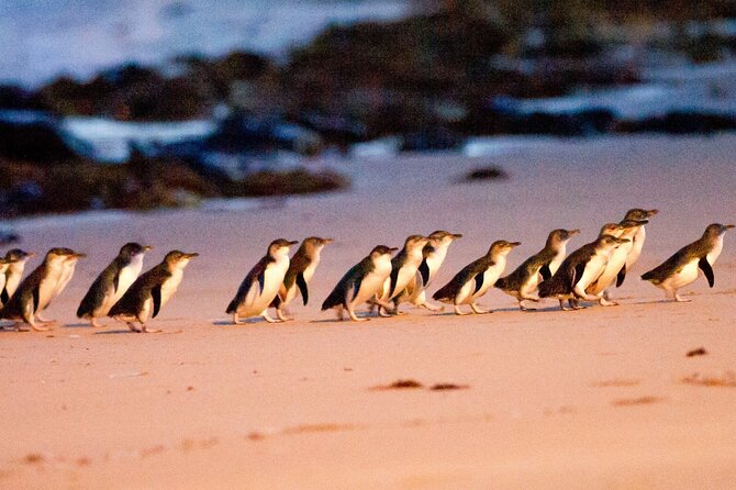Half-Day or Full-Day Tour with Private Guide from Melbourne - Great Ocean Road: Long Coastal Drive, Carefully Budgeted Time