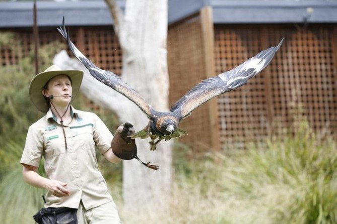 Healesville Sanctuary General Entry Ticket - Key things to know before you go
