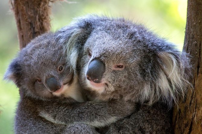 Healesville Sanctuary General Entry Ticket - Healesville Sanctuary: a bushland zoo day instead of a rushed tour