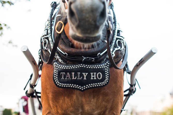 Heritage Horse-Drawn Carriage Experience in Victoria - Family-friendly, dog-friendly, and private: who it suits best