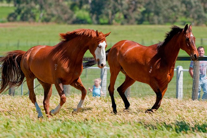 Living Legends Champion Racehorse Guided Tour - Guided paddocks to fence time: how the tour flows