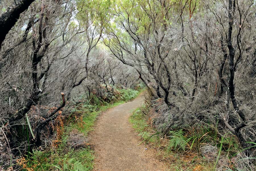 Melbourne: 12 Apostles, Otways & Great Ocean Road Day Tour - Price and Value: What $155 Pays For (and What It Doesn’t)