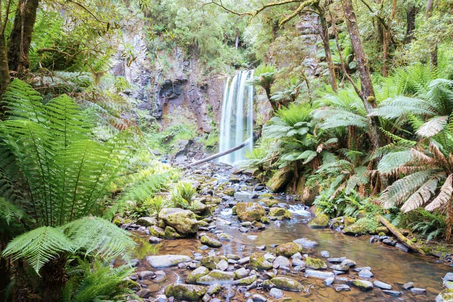 Melbourne: 12 Apostles, Otways & Great Ocean Road Day Tour - Great Otways National Park Waterfall Walk (Grade 2, Not a Hardcore Hike)