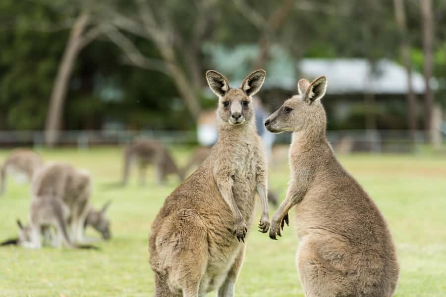 Melbourne: 2-Day Great Ocean Road & Grampians Tour - Key highlights to focus on before you go