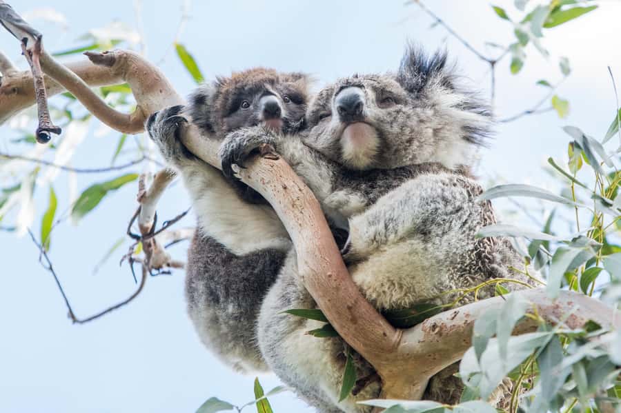 Melbourne: 2-Day Great Ocean Road & Grampians Tour - Aboriginal culture: learning as part of the scenery