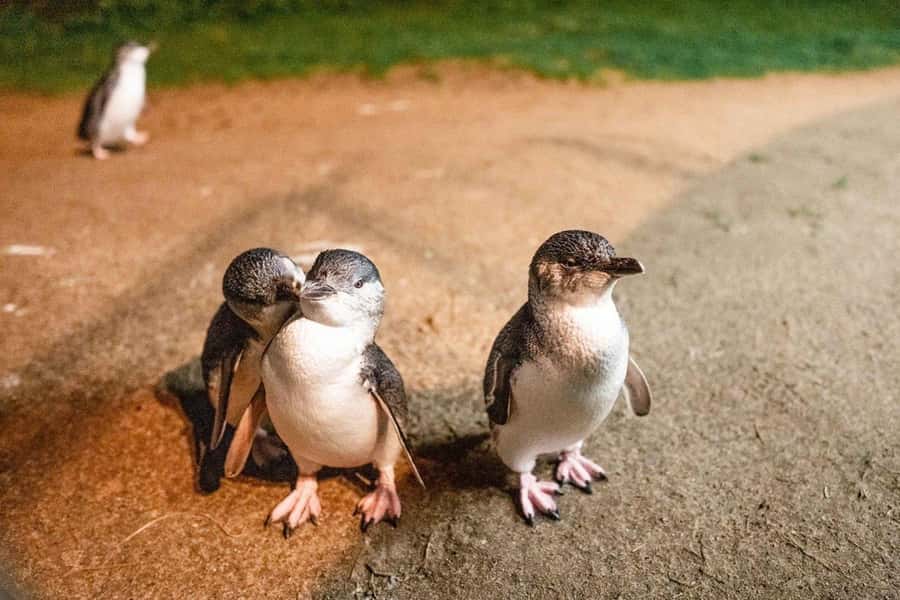 Melbourne: Boutique Phillip Island Wine, Dine & Penguin Tour - From Arts Centre Melbourne to Phillip Island: a day with real breathing room