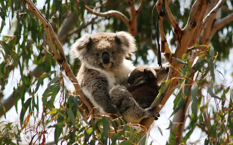 Melbourne: Boutique Phillip Island Wine, Dine & Penguin Tour - Cowes vs Koala Conservation Reserve: choose your afternoon energy