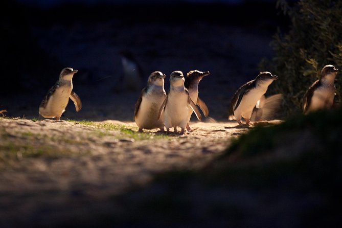 Melbourne City Tour and Phillip Island in One Day - Moonlit Sanctuary: a wildlife lesson that fits your schedule