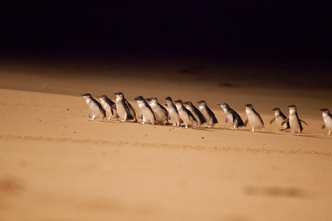 Melbourne Combo: Great Ocean Road Day Trip and Phillip Island Day Trip from Melbourne - Key highlights