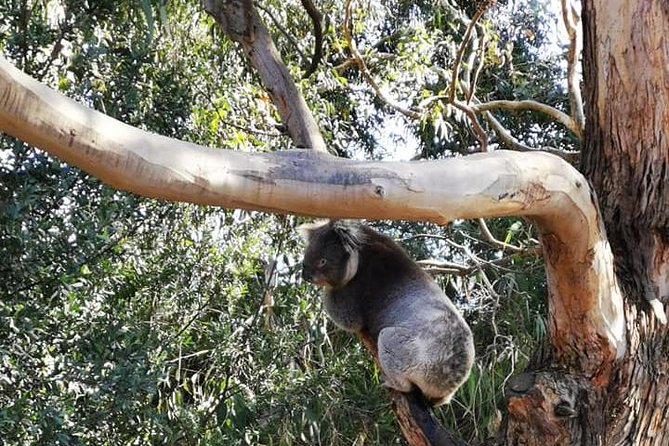 Melbourne Combo: Great Ocean Road Day Trip and Phillip Island Day Trip from Melbourne - Scheduling matters: two separate tours inside the combo