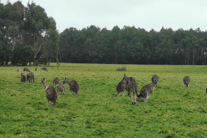 Melbourne Combo: Great Ocean Road Day Trip and Phillip Island Day Trip from Melbourne - What I’d pack and plan for (so the days feel better)