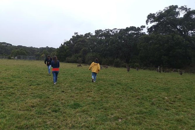 Melbourne Combo: Great Ocean Road Day Trip and Phillip Island Day Trip from Melbourne - Who this tour suits best (and who might skip it)