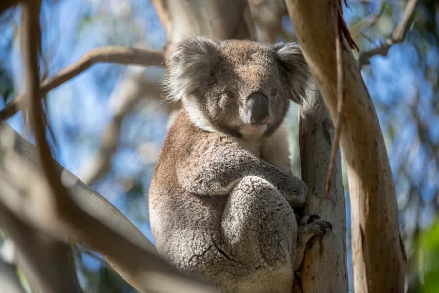 Melbourne: French and Phillip Island Wildlife Expedition - The core idea: two islands, one focused wildlife day