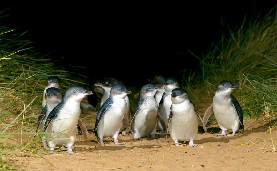 Melbourne: French and Phillip Island Wildlife Expedition - Key takeaways before you go