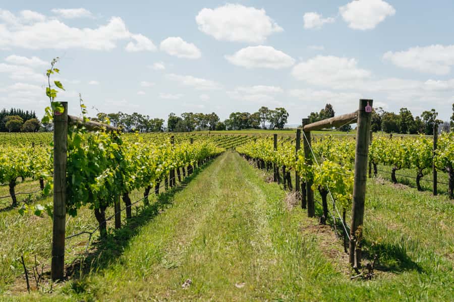 Melbourne: Full-Day Yarra Valley Wine Experience with Lunch - Yarra Valley, but make it easy: how the day is set up