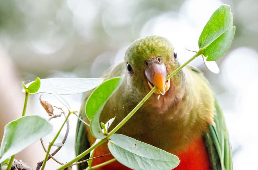 Melbourne: Great Ocean Road, 12 Apostles & Rainforest Tour - Great Otway National Park: a guided rainforest walk you’ll feel