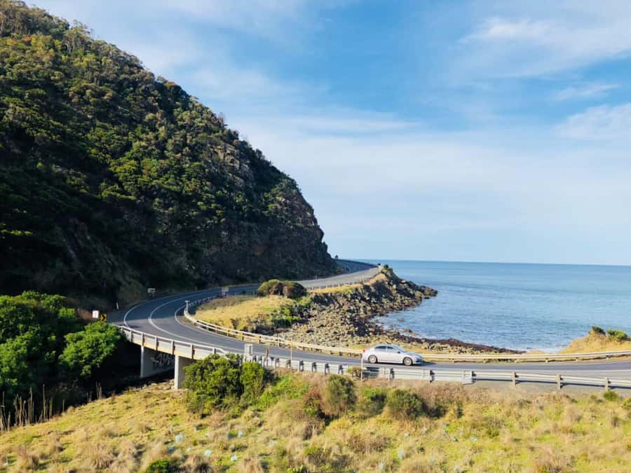 Melbourne: Great Ocean Road Max Highlights & London Bridge - River Road for koalas: small walk, real odds