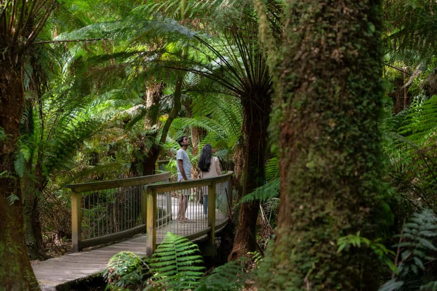 Melbourne: Great Ocean Road & Rainforest Trip - The First Coast Break Near Anglesea: Reset Your Legs, Keep Momentum