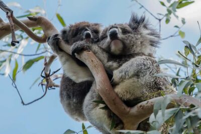 Melbourne: Great Ocean Road & Rainforest Trip - Morning Logistics: Leaving Melbourne Before the Day Gets Loud