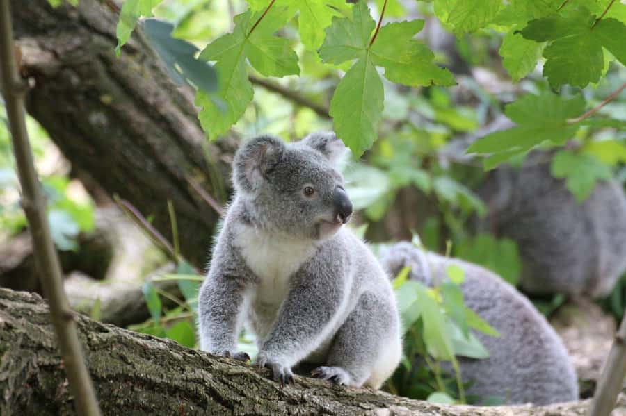 Melbourne: Great Ocean Road to 12 Apostles via the Coastline - What this tour is best for (and who should skip it)