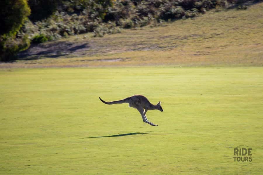 Melbourne: Great Ocean Road & Wildlife Tour for Backpackers - Great Otway National Park: koalas, birds, and the fun of hunting