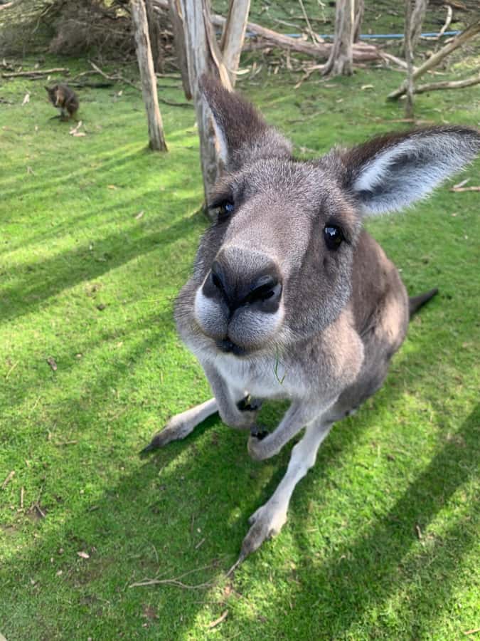 Melbourne: Moonlit Sanctuary and Brighton Beach Boxes Tour - The van ride: easy pickup, small-group flow, and a smoother start