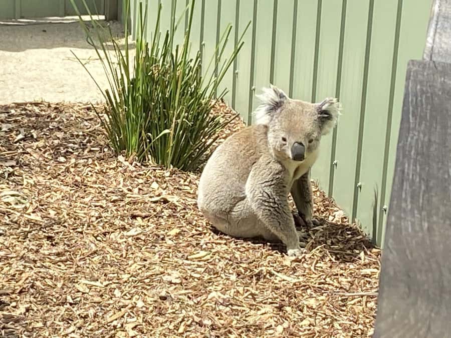Melbourne: Moonlit Sanctuary and Brighton Beach Boxes Tour - How to use your time inside the sanctuary (so you don’t feel rushed)