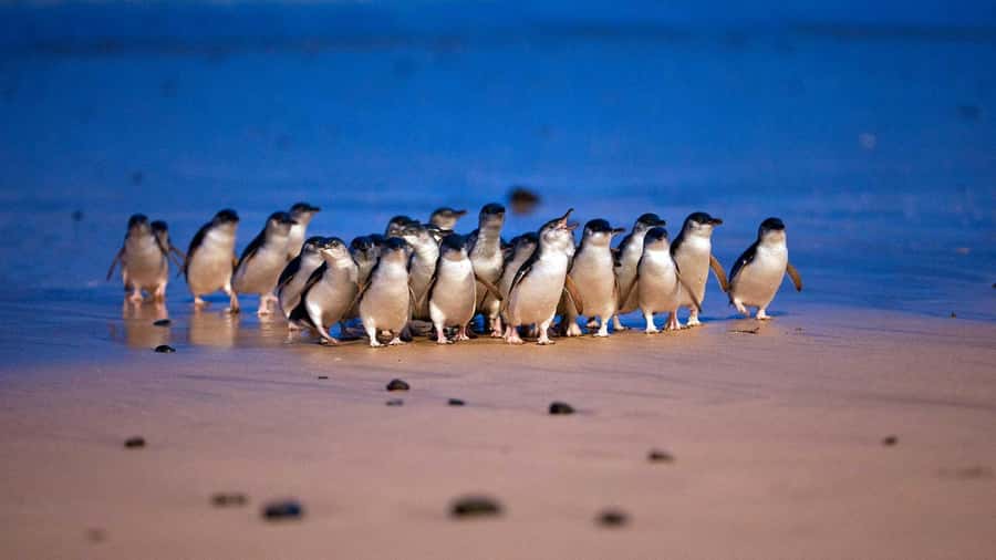 Melbourne: Penguin Parade Tour with Puffing Billy Train Ride - Key things to notice before you go